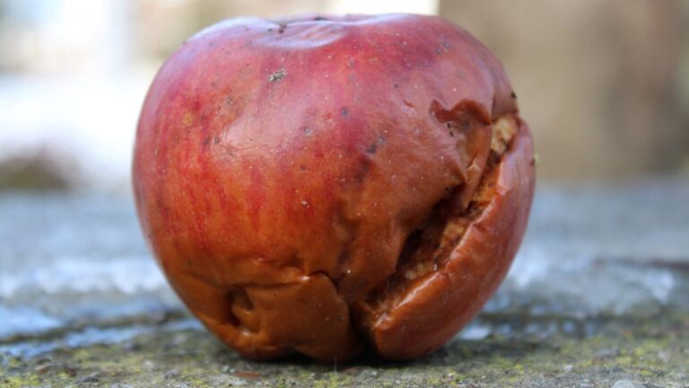 Pomme pourri