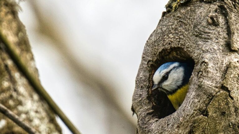 Un nid de mésange