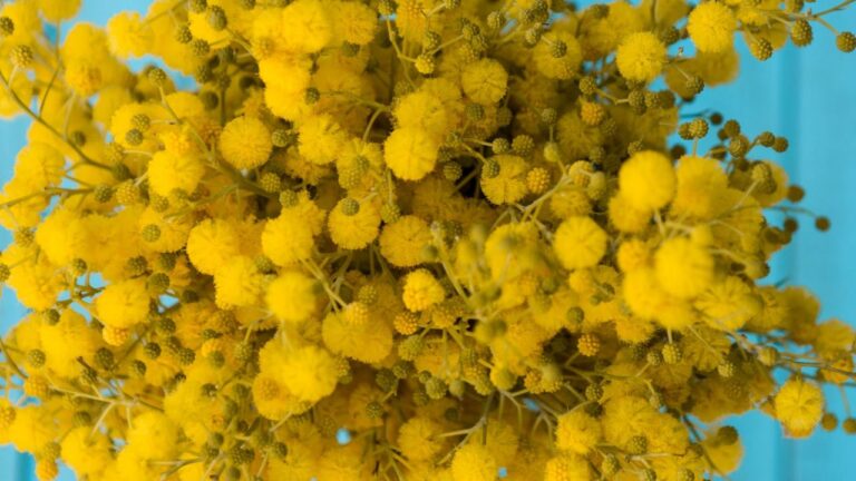 Racines de mimosa