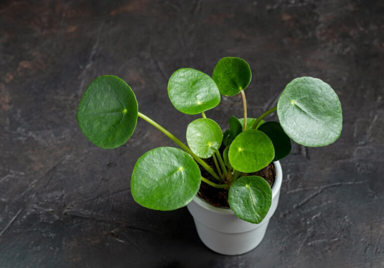 Pilea