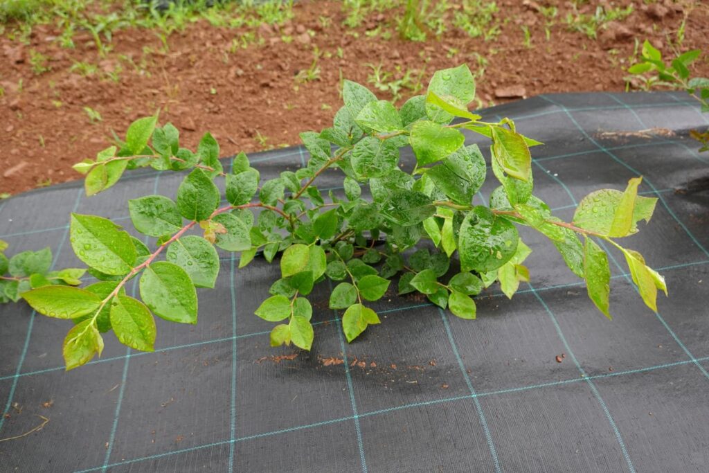 toile de paillage après plantation