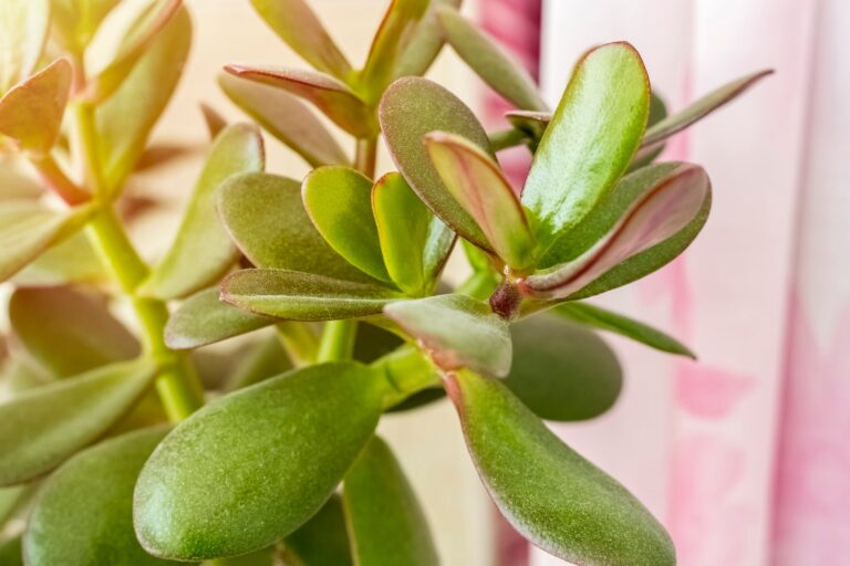 Arbre de jade
