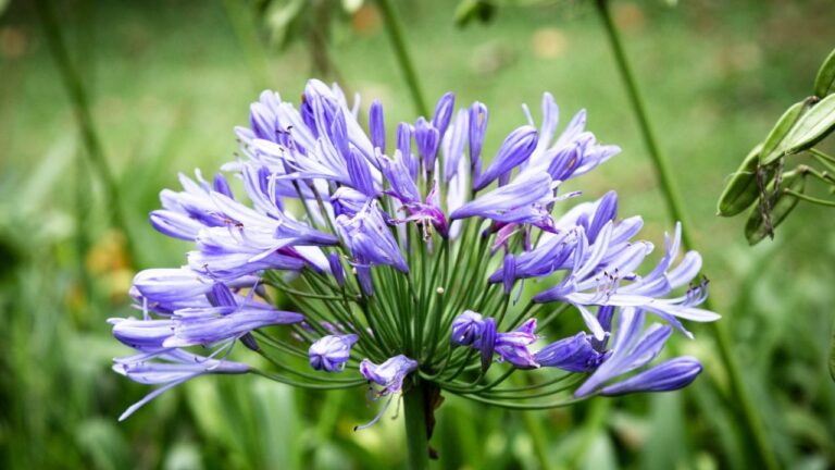 Agapanthe