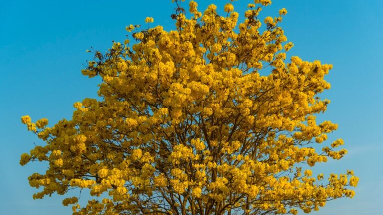 Arbre à fleurs jaunes