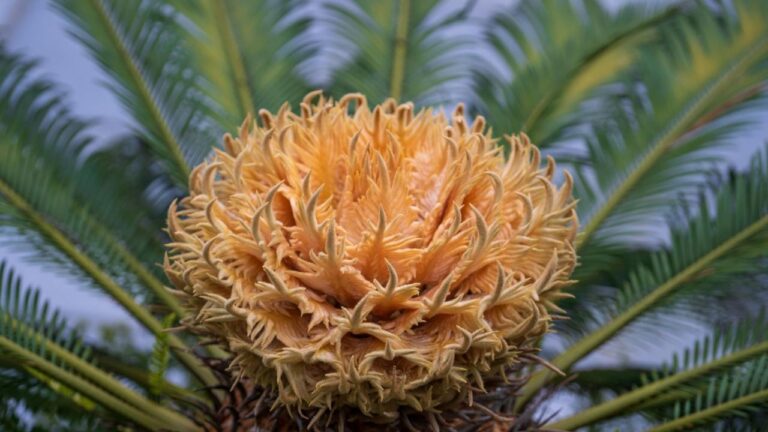 Fleur de cycas