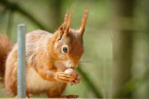 Crotte d’écureuil