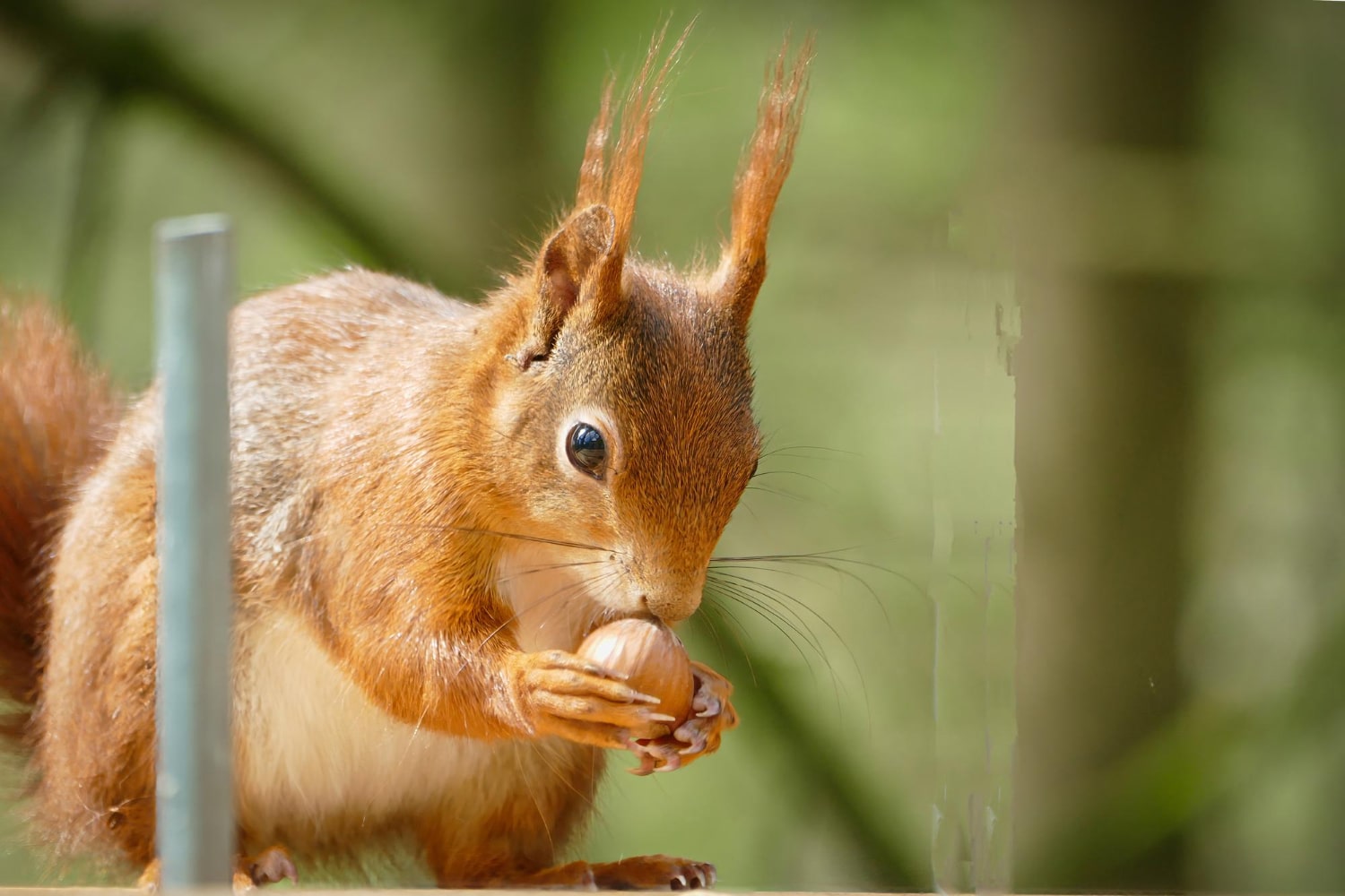 Crotte d’écureuil