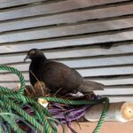 Nid de pigeon sur mon balcon