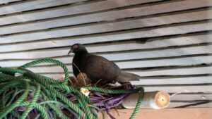 Nid de pigeon sur mon balcon