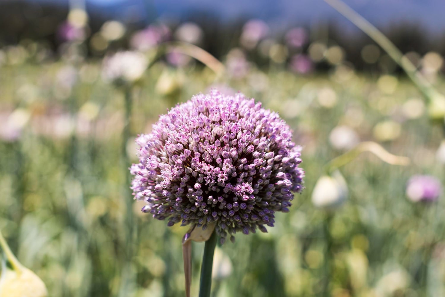 Fleur de poireau