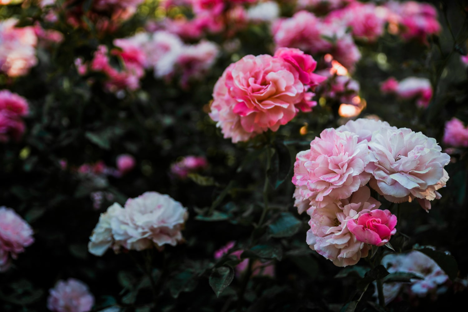 Pivoines
