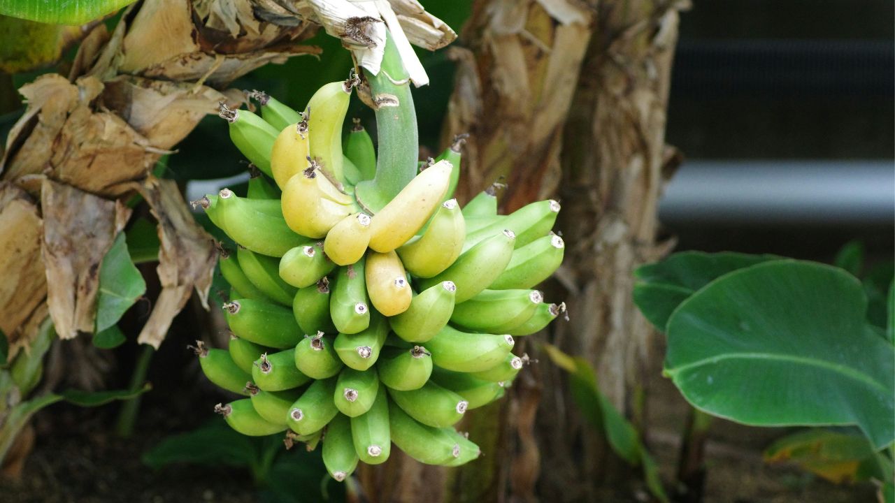 Enlever les rejets d’un bananier