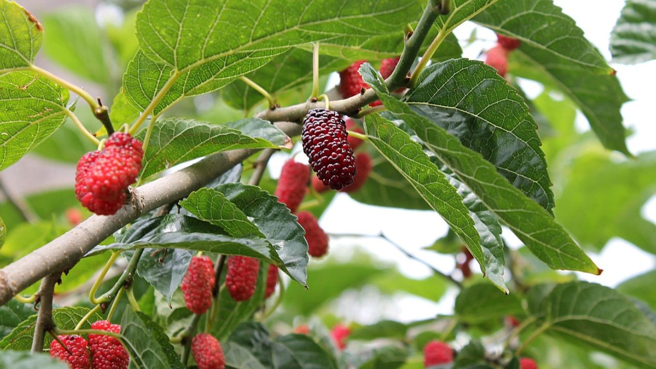 Mûrier platane malade