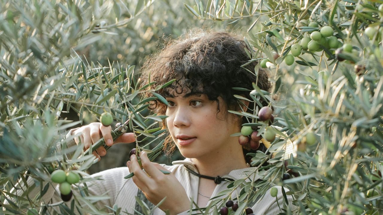 Tailler un olivier correctement