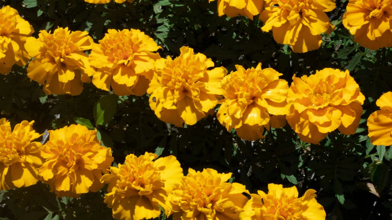 Semis d’œillet d’Inde