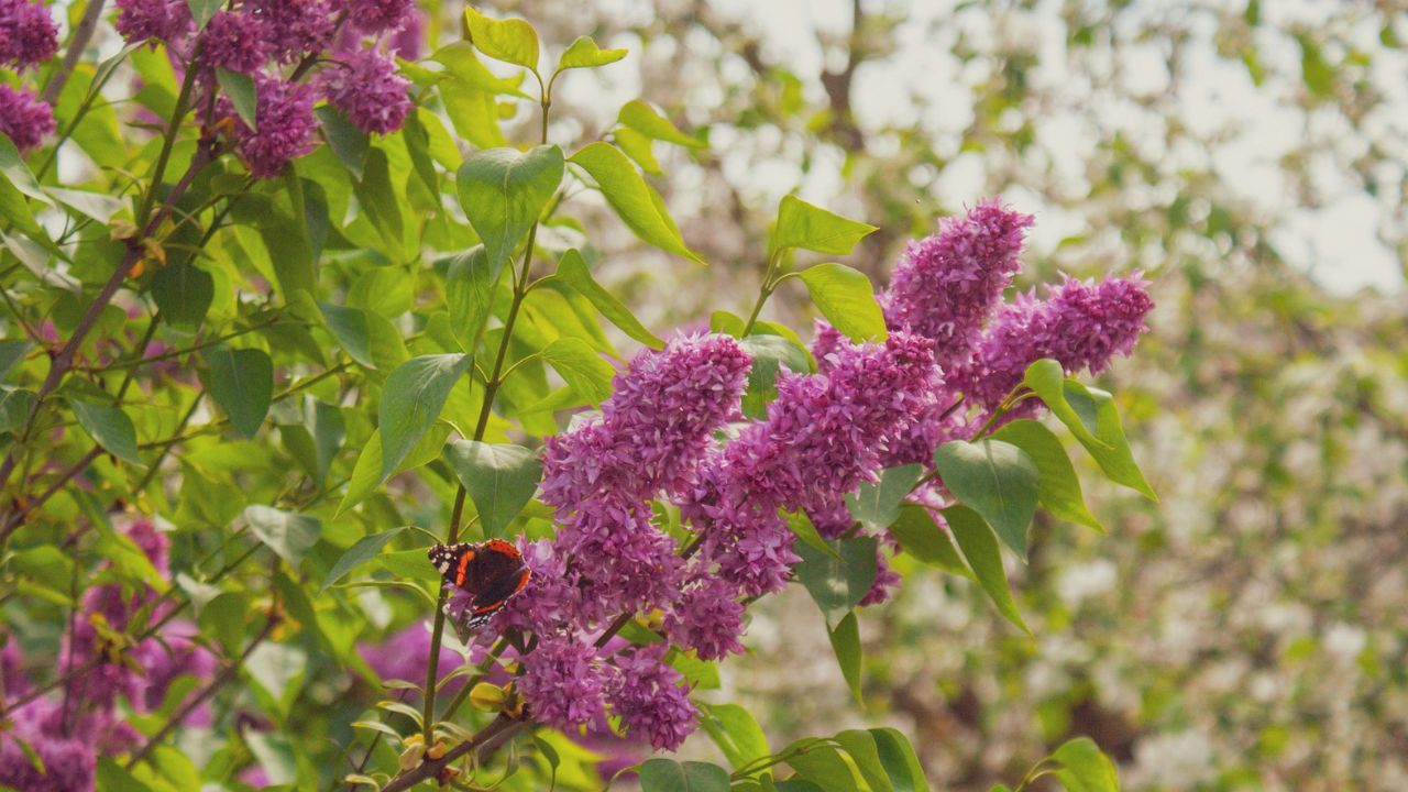 L’arbre à papillon
