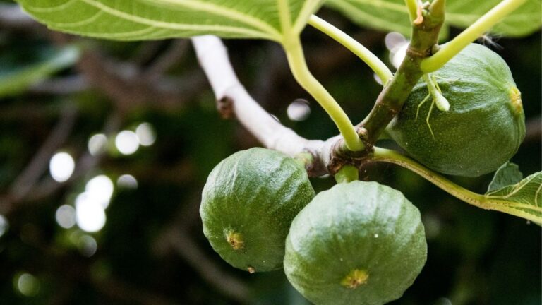 Engrais pour un figuier