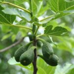 Inconvénients du figuier