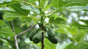 Inconvénients du figuier