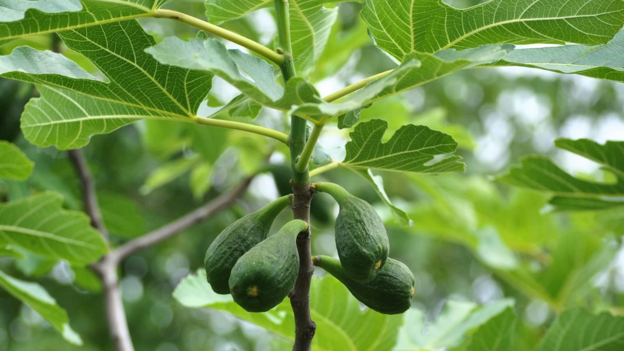 Inconvénients du figuier