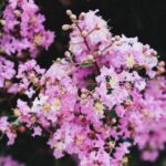 Lilas japonais