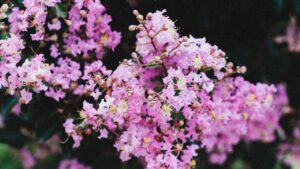 Lilas japonais