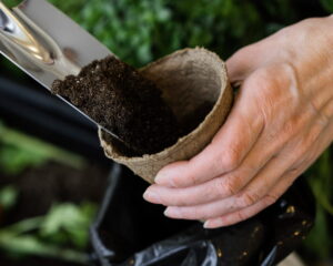 Marc de café au jardin