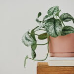 Peperomia vs Pilea