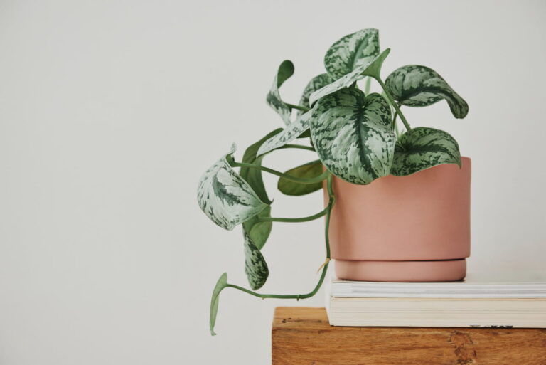 Peperomia vs Pilea
