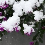 Bougainvillier en hiver