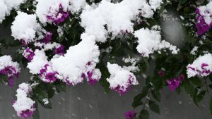 Bougainvillier en hiver
