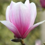Bouturer un magnolia