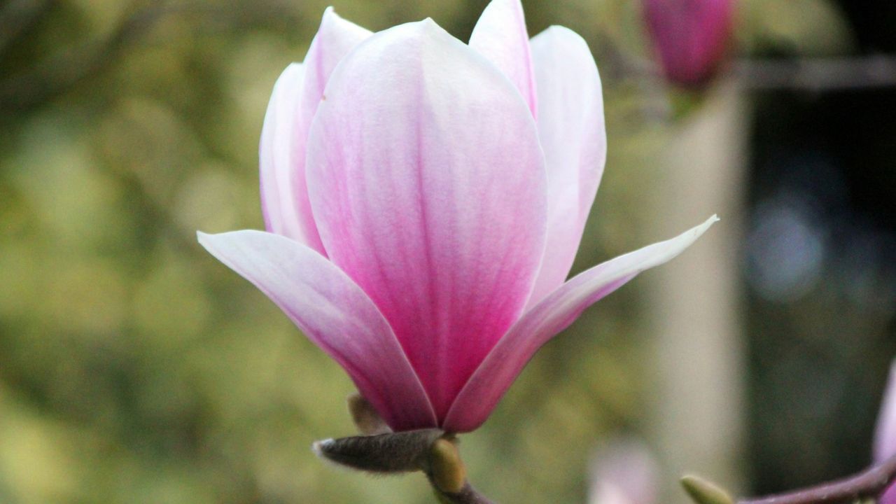 Bouturer un magnolia