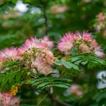 Albizia