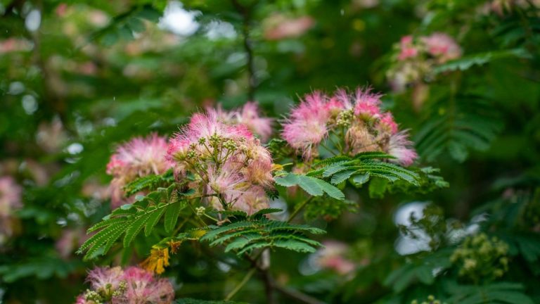 Albizia
