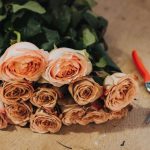 Bouturer une rose de fleuriste