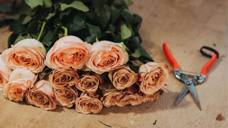 Bouturer une rose de fleuriste