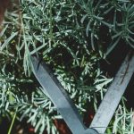 Tailler un saule crevette