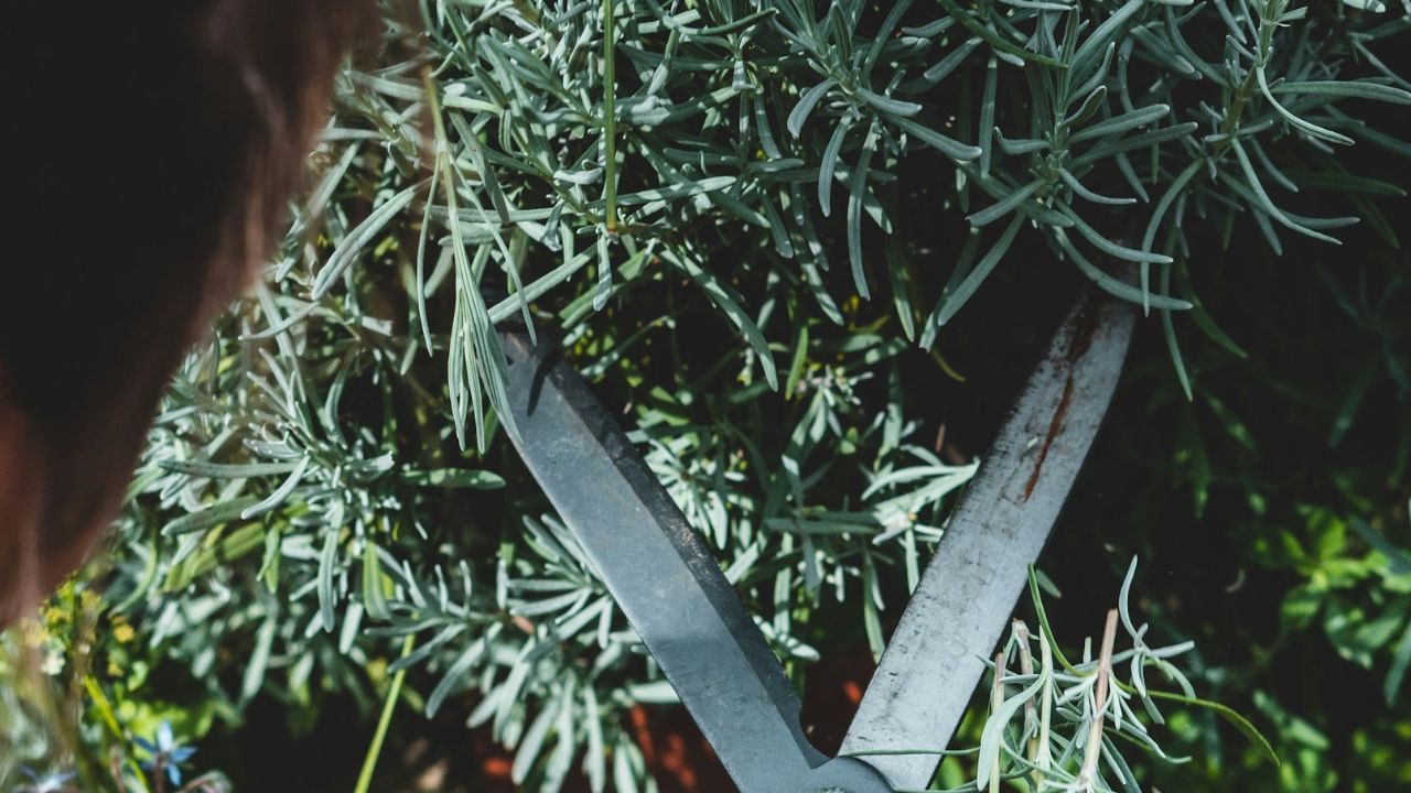 Tailler un saule crevette