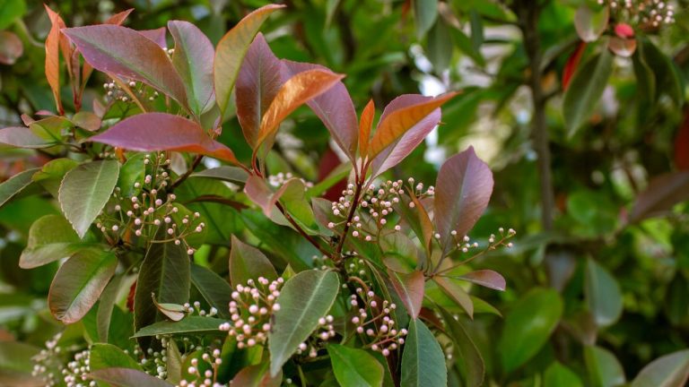 Bouturer le photinia