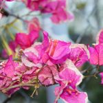 Bougainvillier qui ne fleurit pas