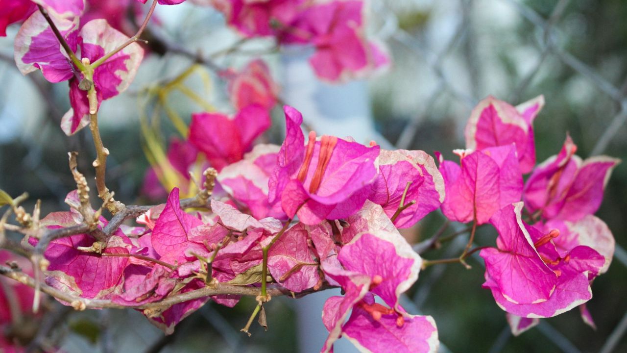 Bougainvillier qui ne fleurit pas