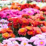 Fleur qui fleurit toute l’année en extérieur