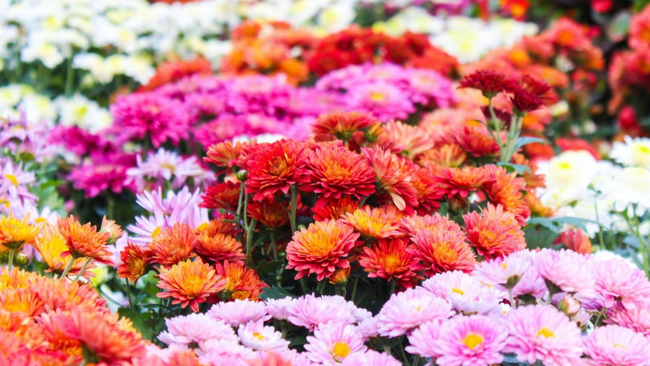 Fleur qui fleurit toute l’année en extérieur