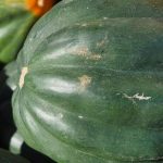 Courge musquée de Provence reste verte