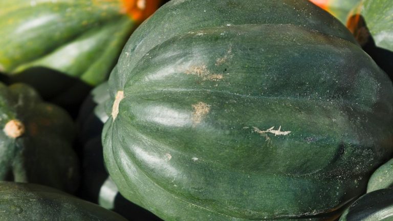 Courge musquée de Provence reste verte