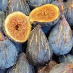 Saison des figues en France