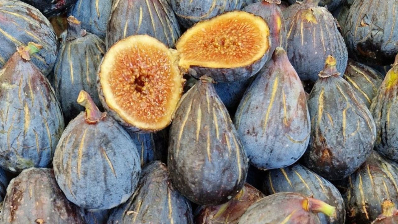 Saison des figues en France