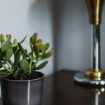 Arbre de jade dans une chambre
