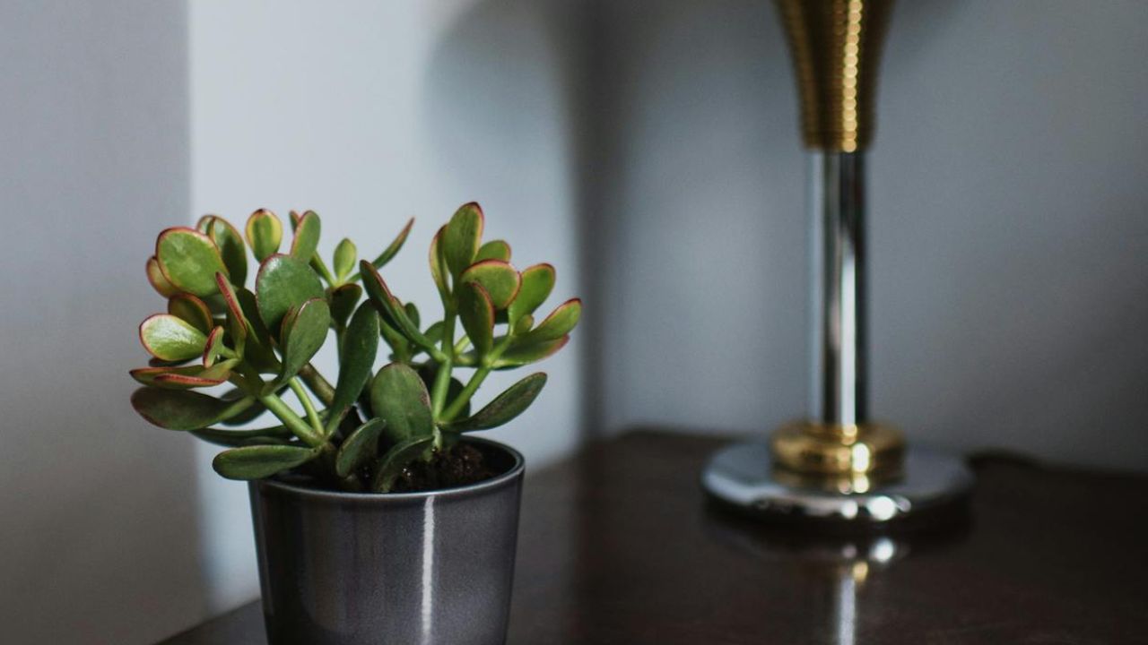 Arbre de jade dans une chambre